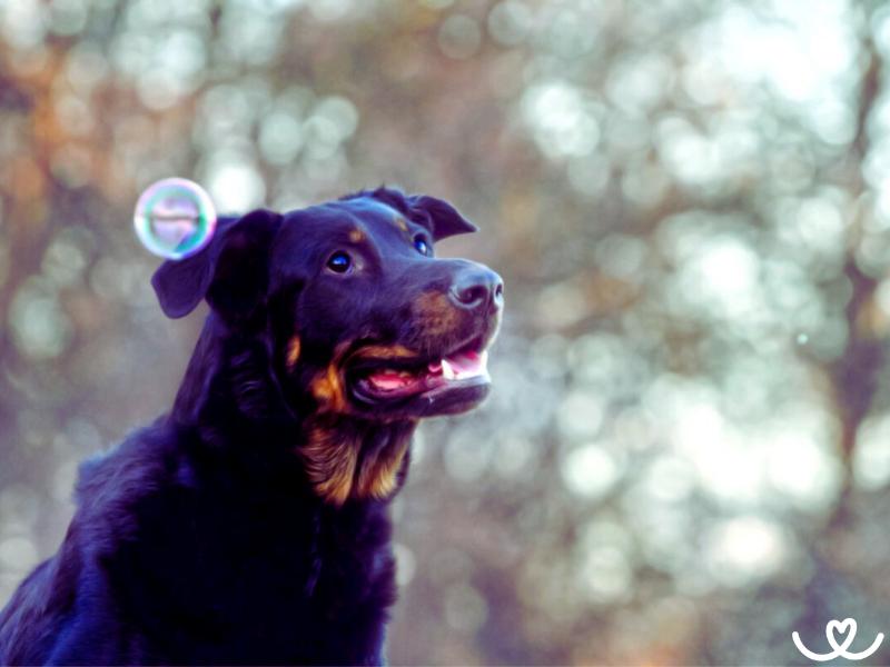 Psi-plemeno-beauceron (3)